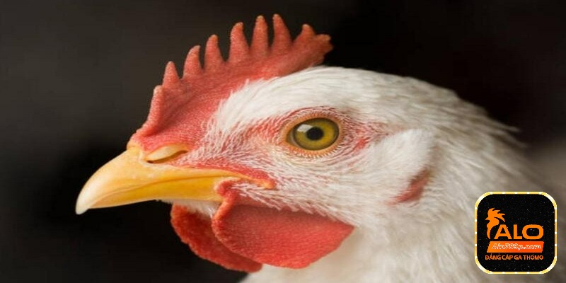 Gà đá mắt trắng - Chiến kê nổi tiếng với các cú đá đáng gờm 1 Gà chọi mắt trắng nổi tiếng với độ gan lỳ và khả năng chiến đấu xuất sắc