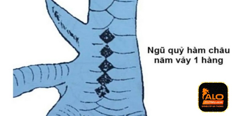 Vảy gà ngũ quỷ - Sát thủ trên trường đấu chọi gà hiện nay 2 Vị trí của vảy gà ngay ở phần chân cho mọi người dễ dàng nhận biết